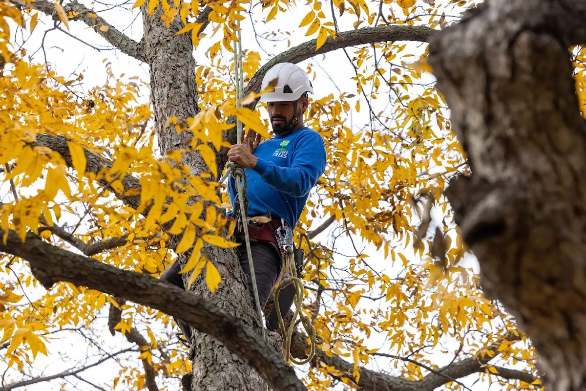 Skilled Tree Pruning crew working in Nokesville